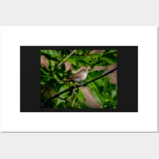 Small Wren Perched on a Branch Posters and Art